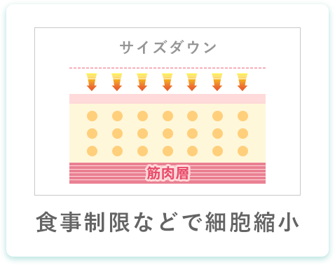 食事制限などで細胞縮小