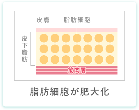 脂肪細胞が肥大化